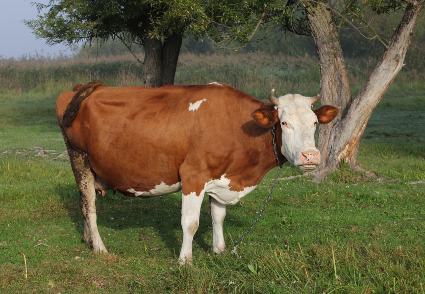 Cattle Komargorod 2013 G2