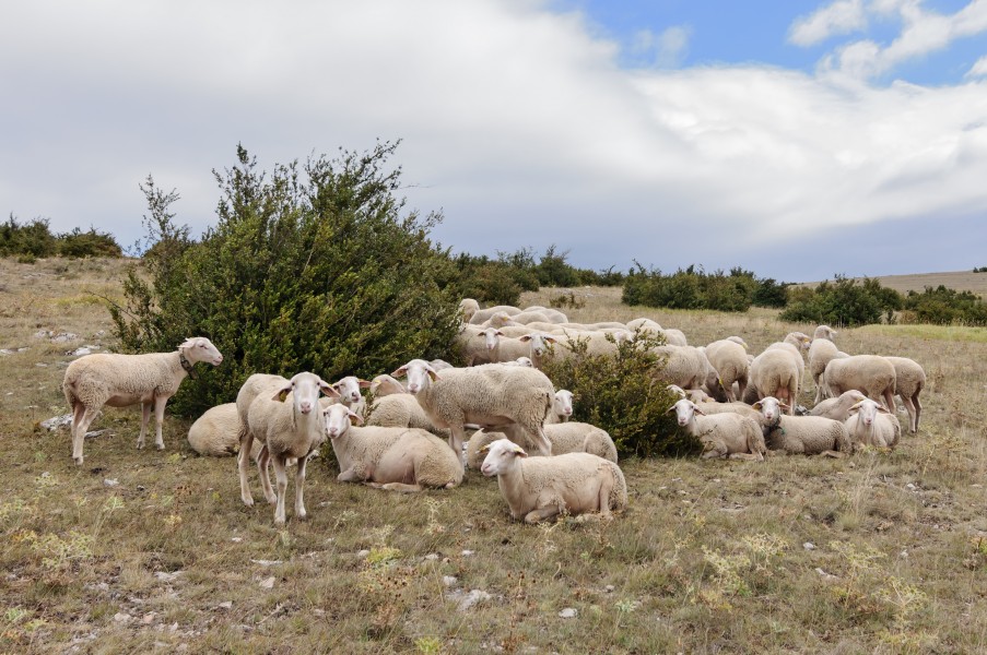 Causse Mejean Lacaune ovins
