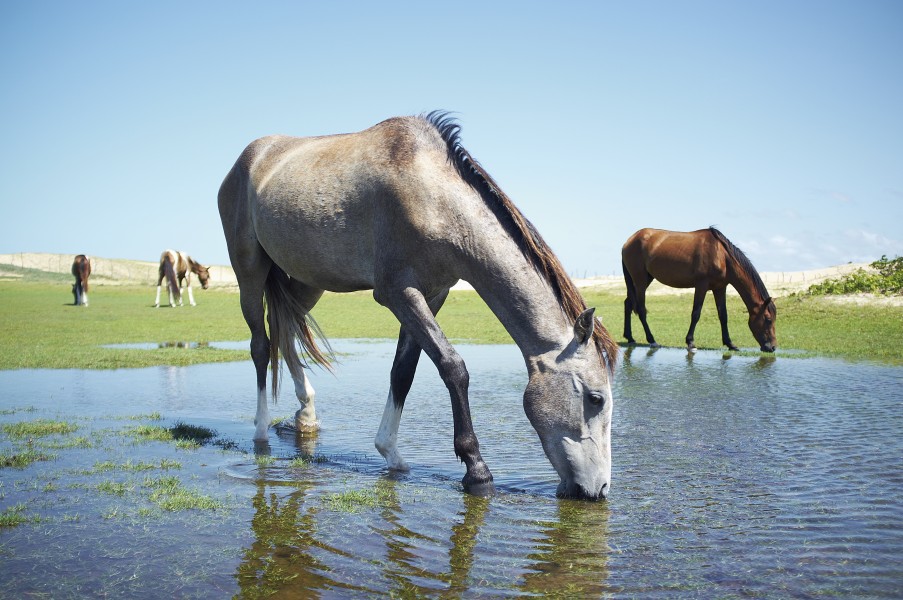 Cavalos na Barra de Punaú