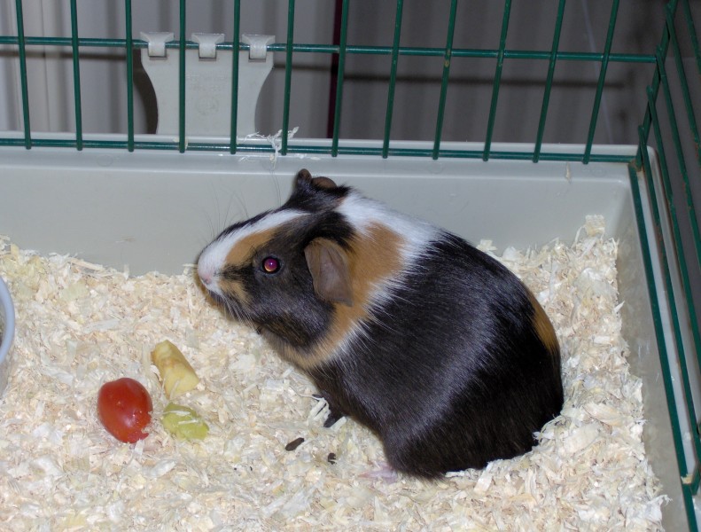 Cavia-gfdl