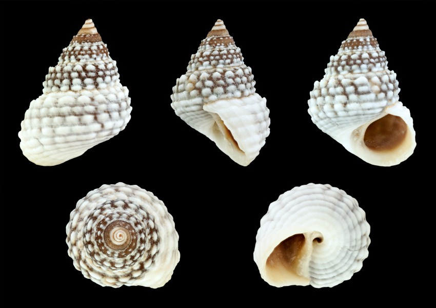 Cenchritis muricatus 01