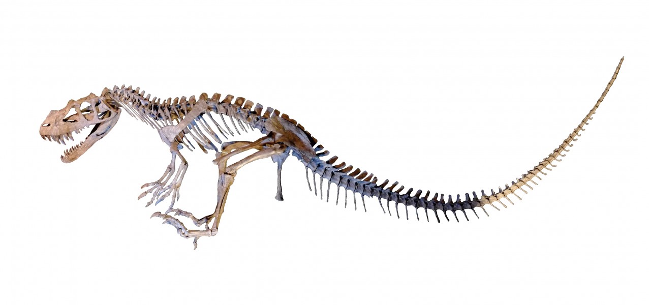 Ceratosaurus skeleton white background