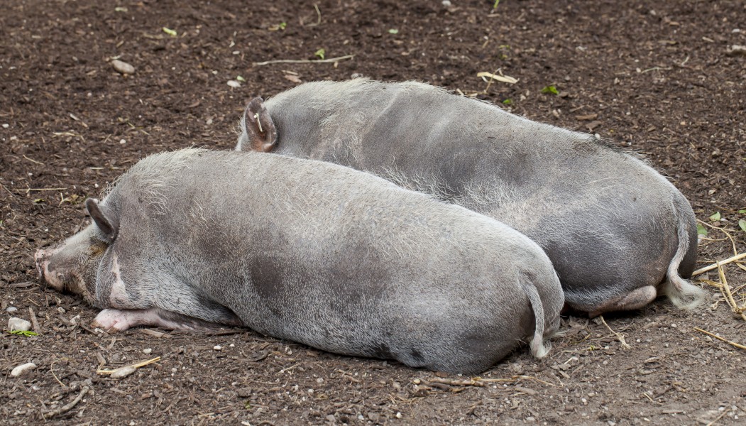 Cerdo Turopolje, Tierpark Hellabrunn, Múnich, Alemania, 2012-06-17, DD 01