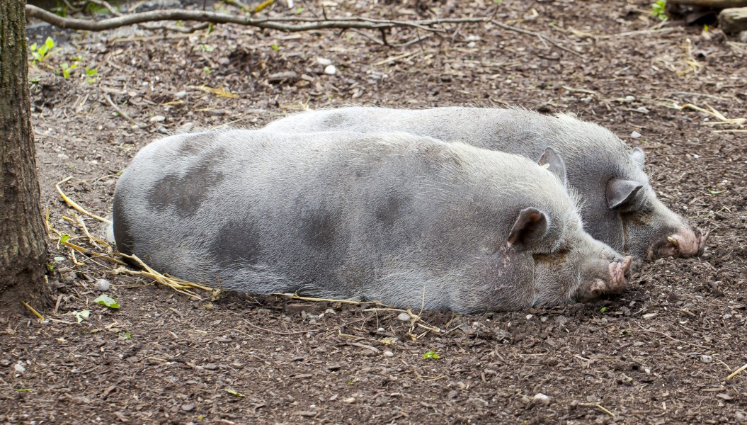 Cerdo Turopolje, Tierpark Hellabrunn, Múnich, Alemania, 2012-06-17, DD 02