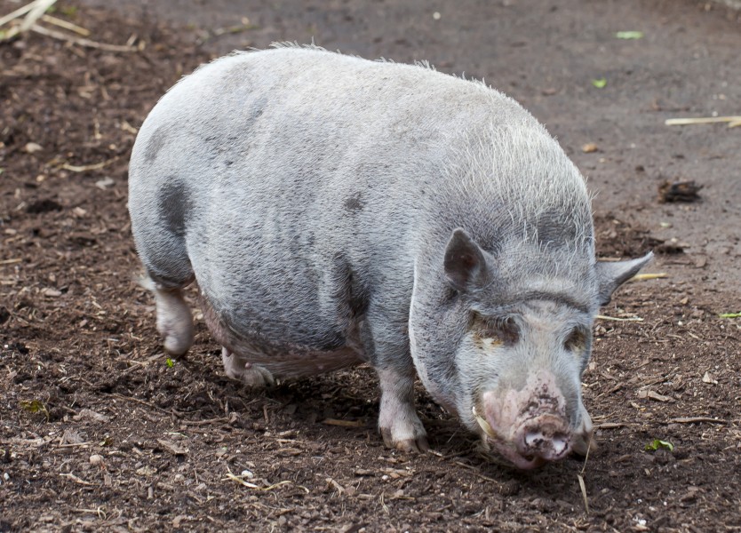 Cerdo Turopolje, Tierpark Hellabrunn, Múnich, Alemania, 2012-06-17, DD 04