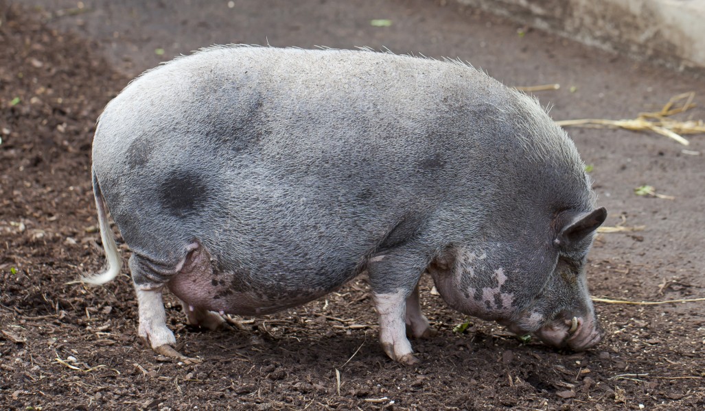 Cerdo Turopolje, Tierpark Hellabrunn, Múnich, Alemania, 2012-06-17, DD 05