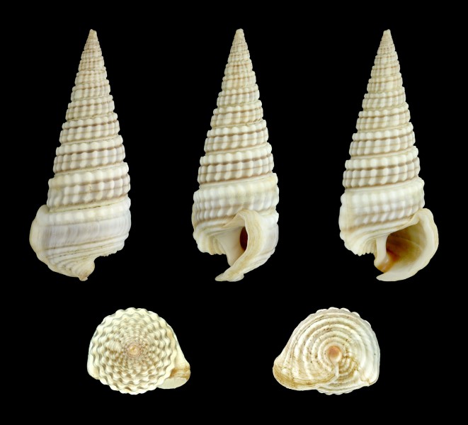 Cerithidea cingulata 01
