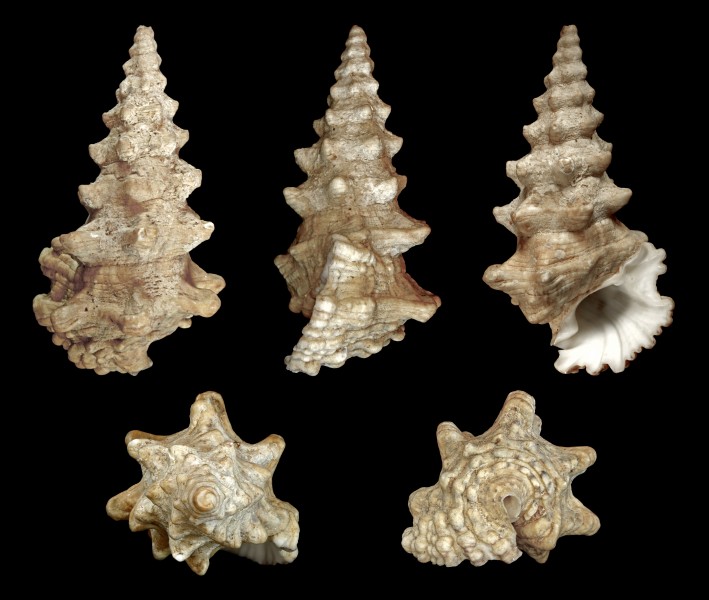 Cerithium nodulosum 01