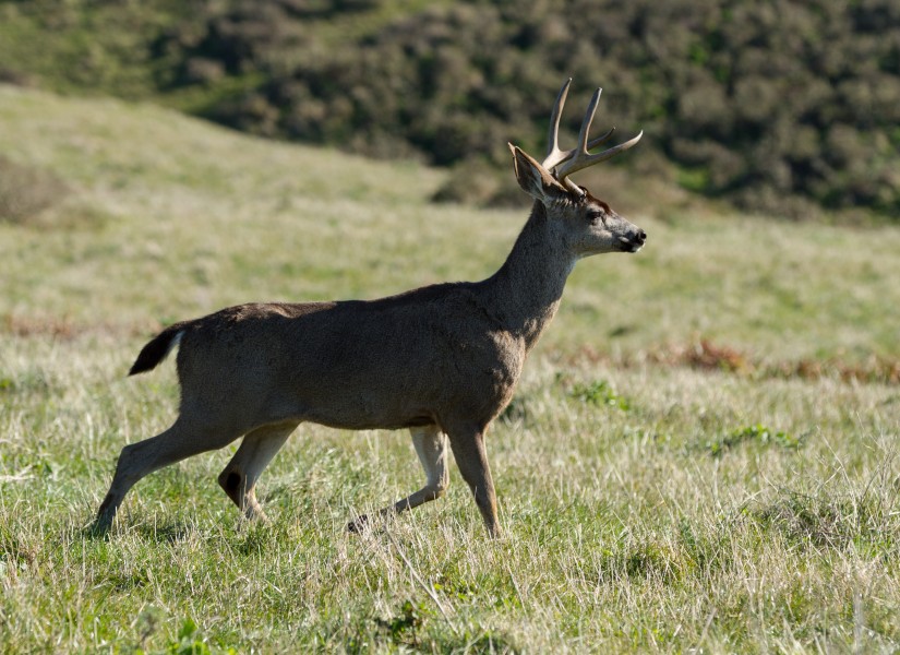 Cervus canadensis, Point Reyes National Seashore