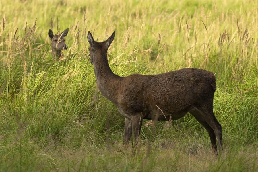 Cervus elaphus LC0265