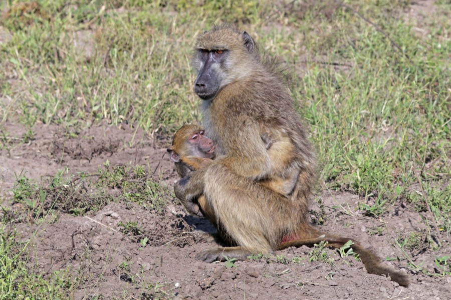 Chacma baboon (Papio ursinus griseipes) suckling