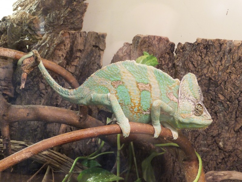 Chamaeleo calyptratus Esapolis 02