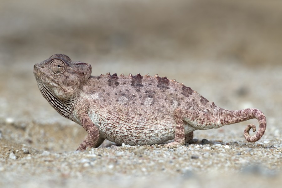 Chamaeleo namaquensis (Walvis Bay)