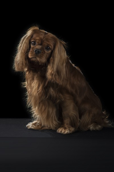 Champion Ruby Cavalier King Charles Spaniel - correct uniform colour