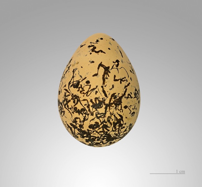 Charadrius alexandrinus MHNT