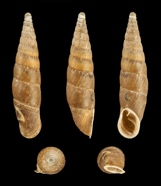 Charpentieria itala 01