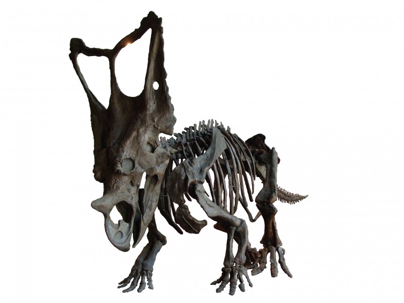 ChasmosaurusROM white background
