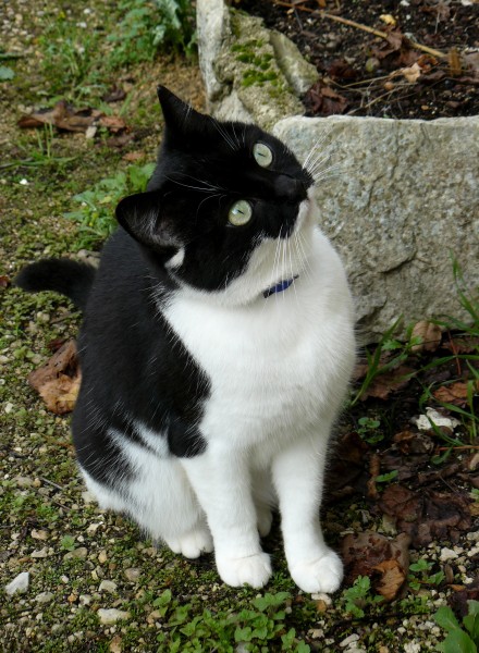 Chat 3 N et B