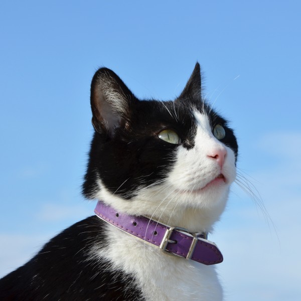 Chat au collier FR 2014