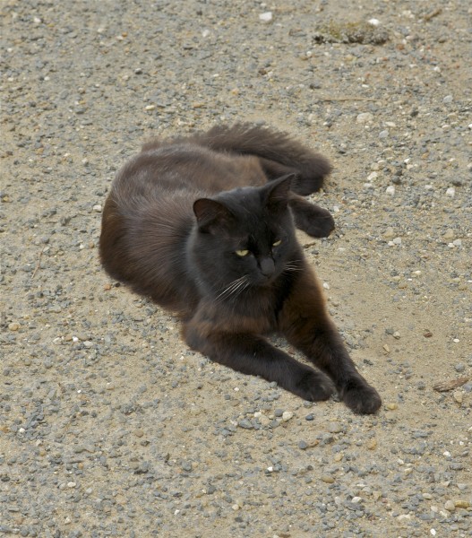 Chat Rouffignac
