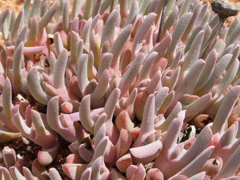 Cheiridopsis denticulata-PICT2508