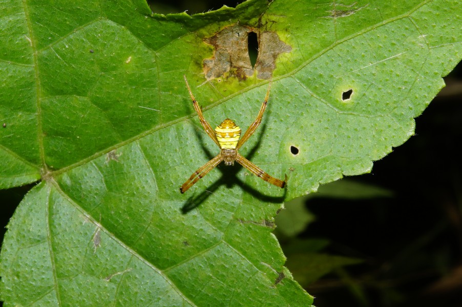 ChemancheriArgiope sp 3291