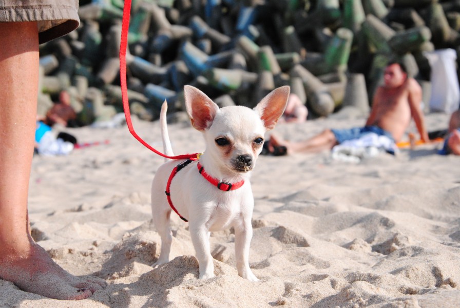 Chihuahua dog