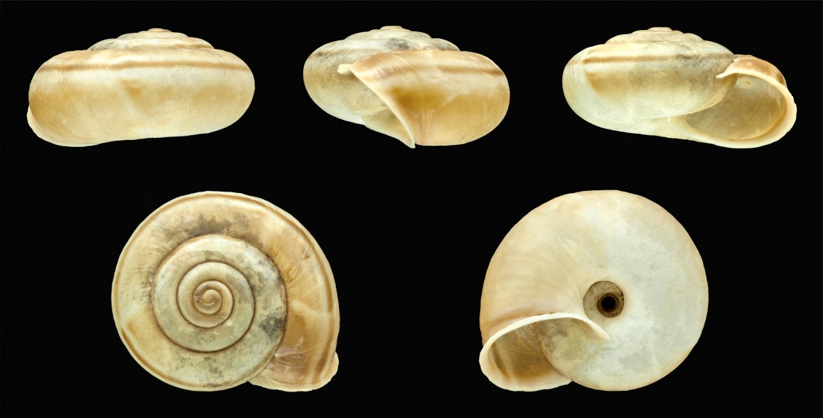 Chilostoma cingulatum nicatis 01