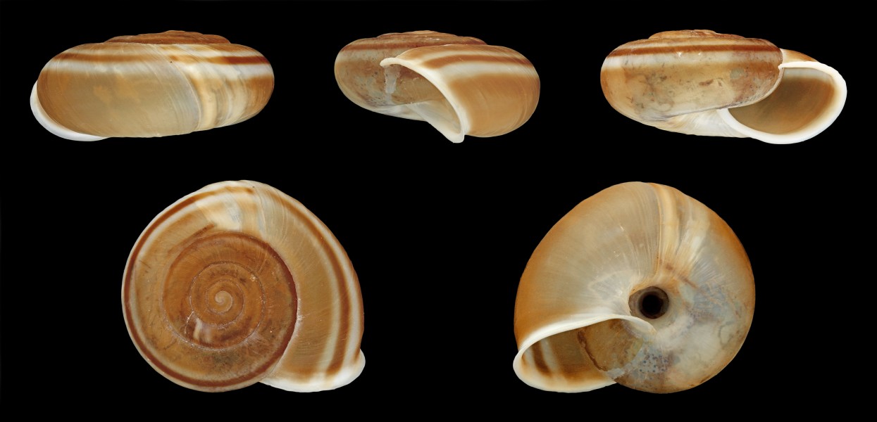 Chilostoma illyricum 01