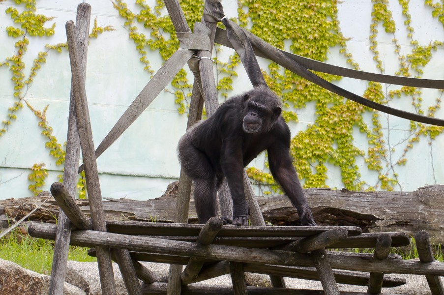Chimpancé común (Pan troglodytes), Tierpark Hellabrunn, Múnich, Alemania, 2012-06-17, DD 04