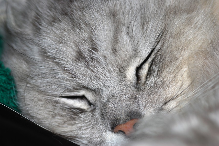 Chinchilla cat (3455806207)