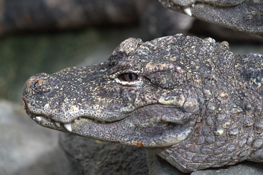 ChineseAlligator