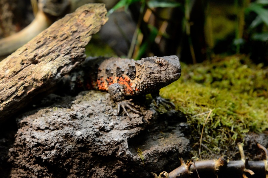 Chinesische Krokodilschwanzechse Tiergarten Schoenbrunn
