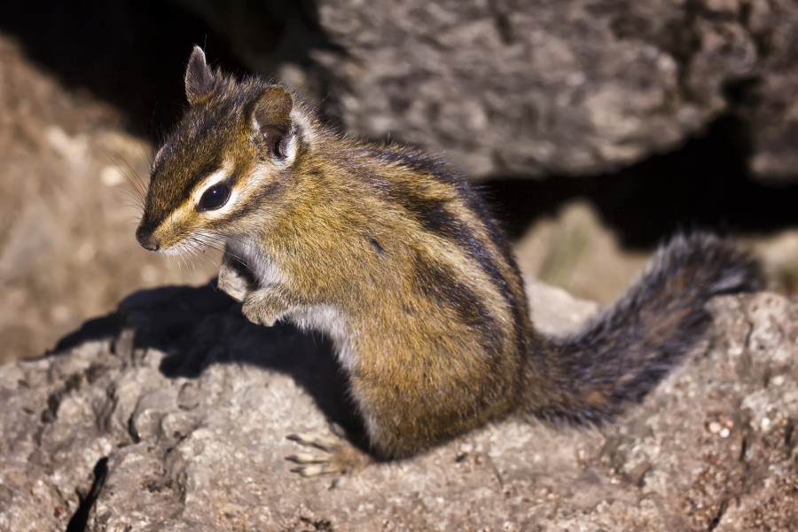 Chipmunk (by Steven Pavlov)