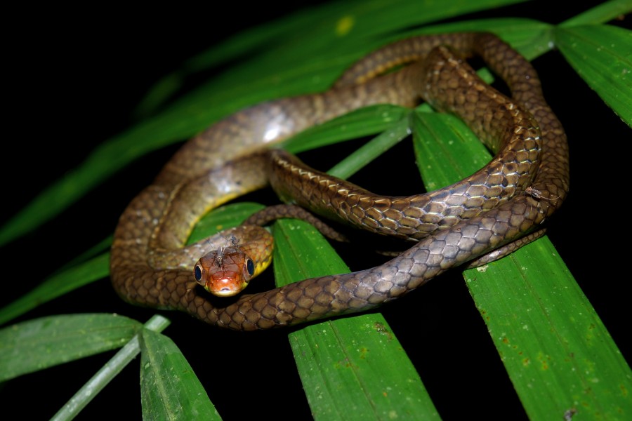 Chironius scurrulus (Yasuni)
