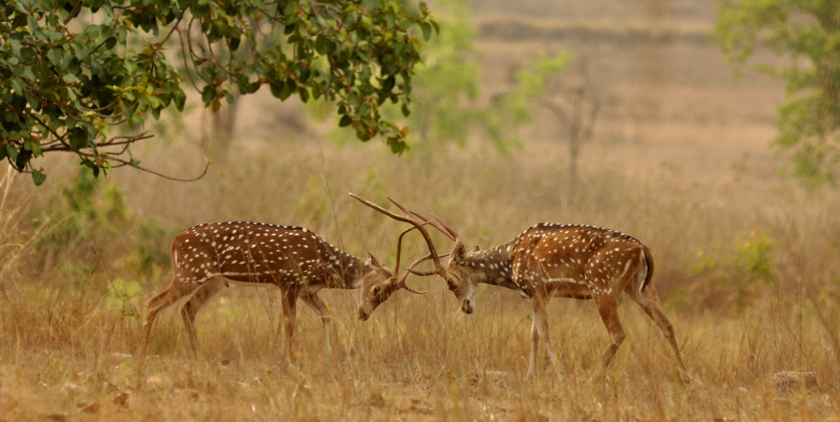Chital sparring Kanha