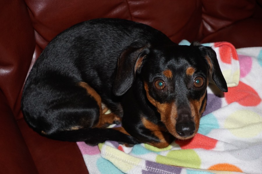 Chiweenie on a couch
