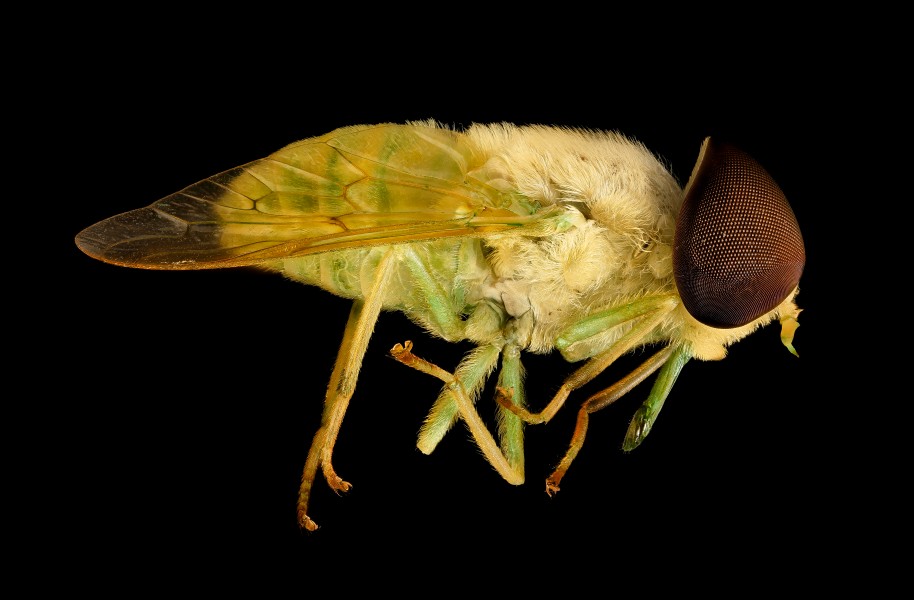 Chlorotabanus crepuscularis, Green horse fly, Duck, NC 2016-01-07-14.51 (23927025329)