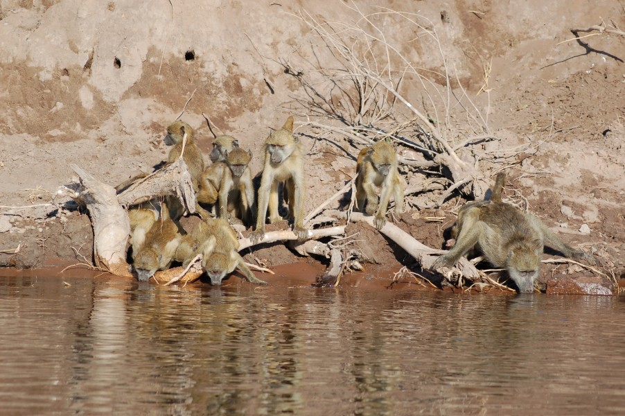 Chobe River Front, Botswana (2624642967)