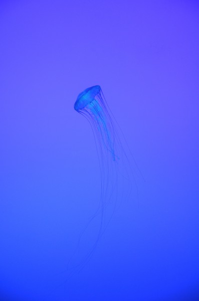 Chrysaora fuscescens Ripley's Aquarium of Canada 2