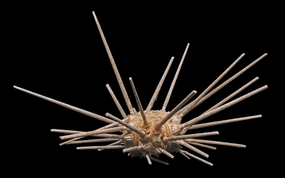 Cidaris cidaris MHNT