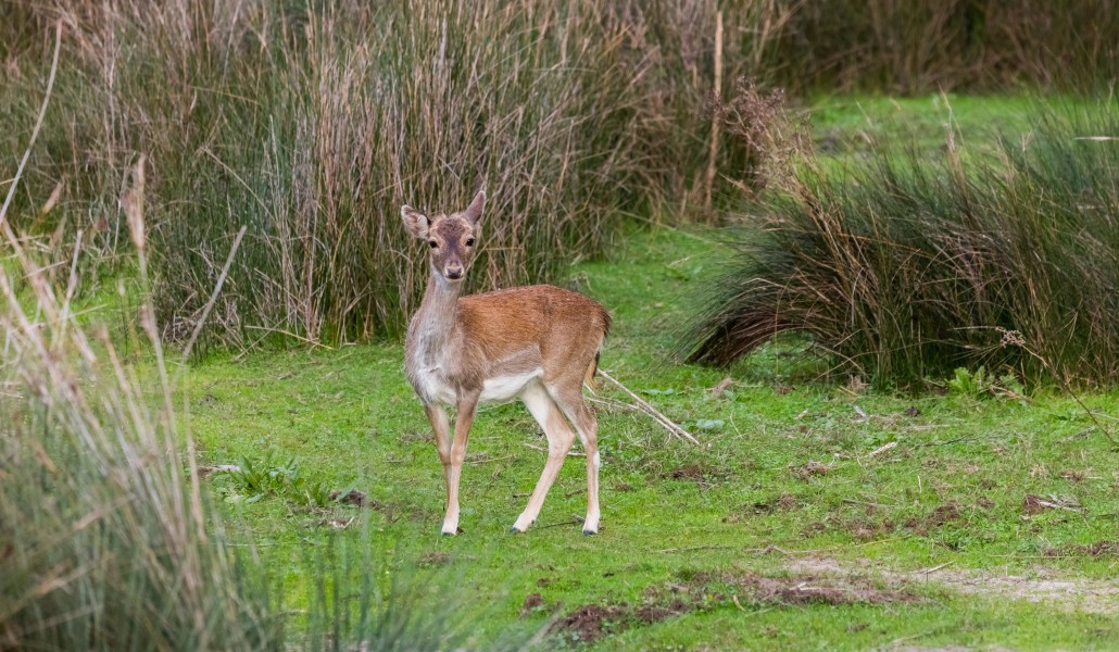 Ciervo común (Cervus elaphus), Parque de Doñana, España, 2015-12-07, DD 13