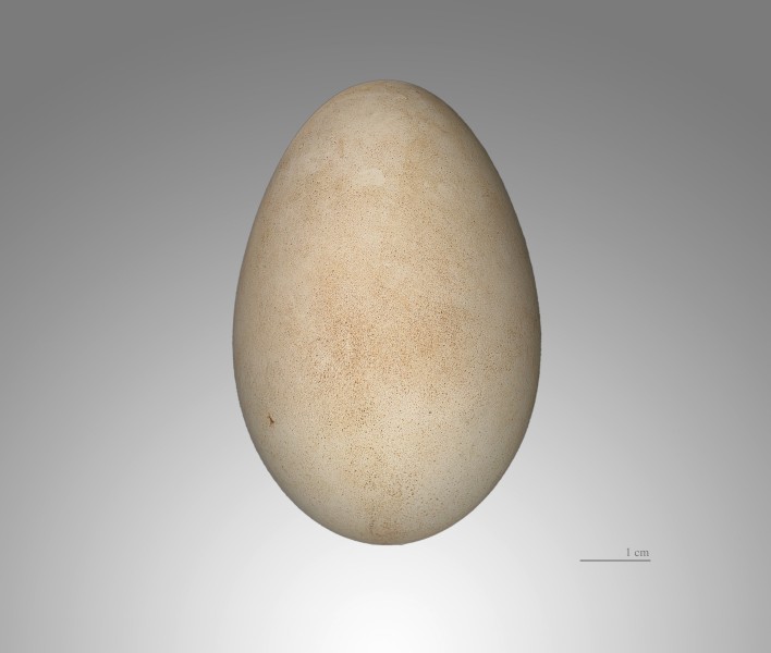 Cigogne blanche MHNT
