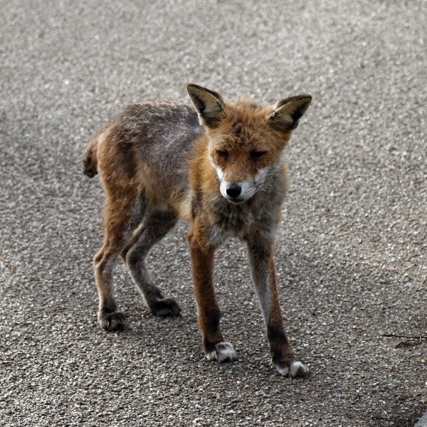City of London Cemetery, Newham, London England - fox 05