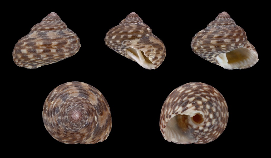 Clanculus jussieui 01