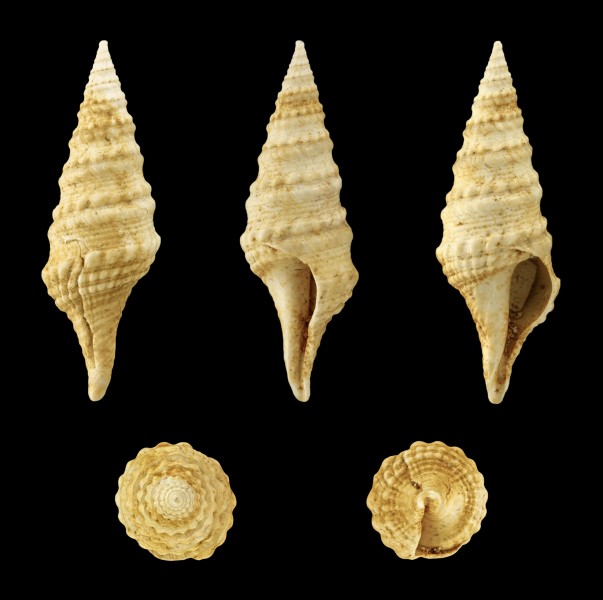 Clavatula asperulata 01