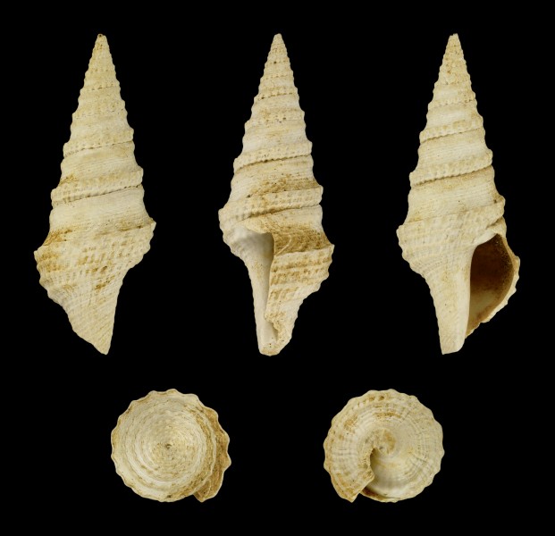 Clavatula glaberrima praecedens 01