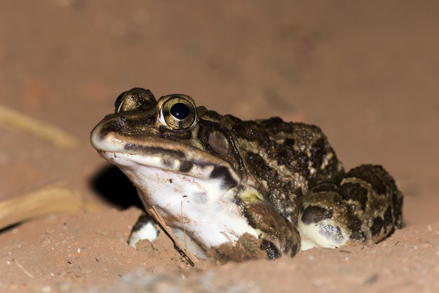 Close-up of Hoplobatrachus tigerinus