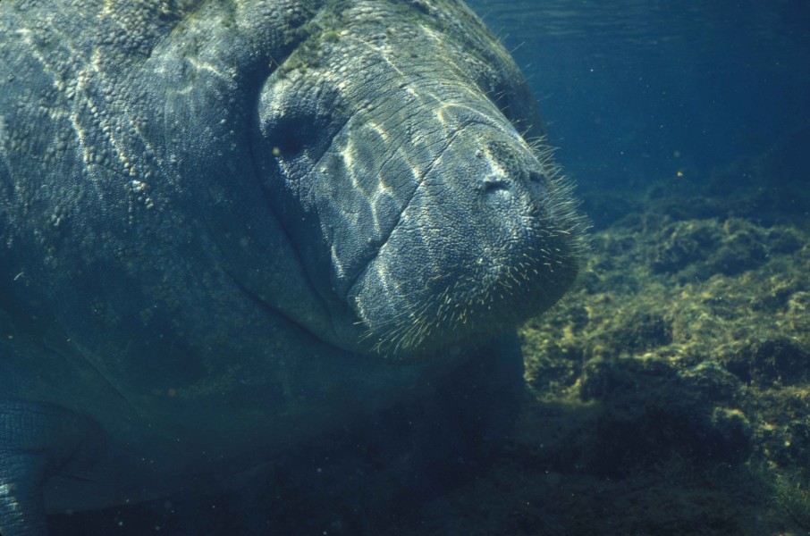 Close up image of manatee underwater
