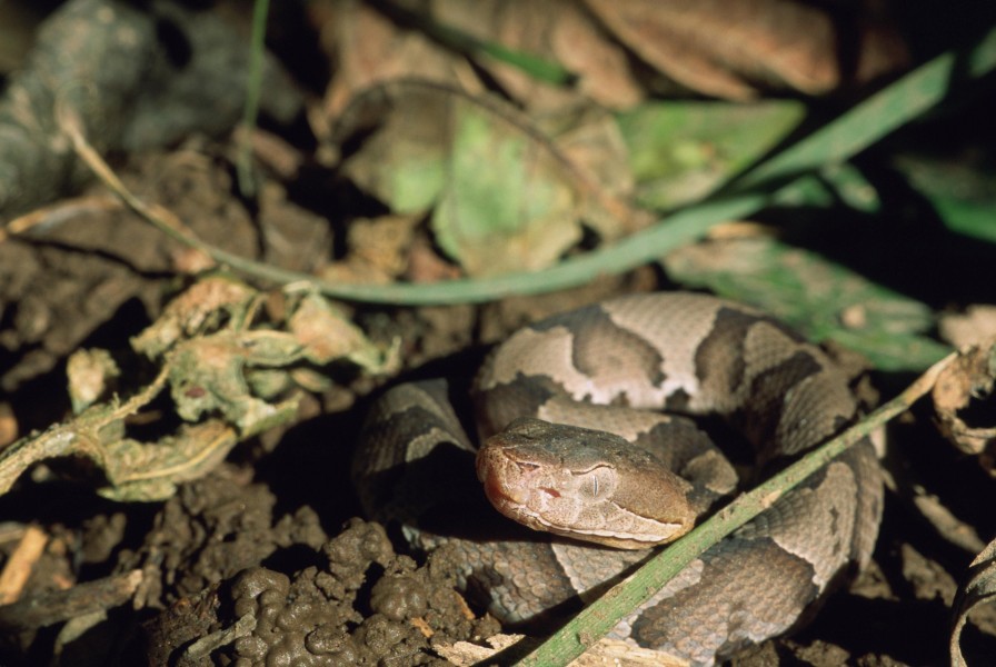Close up of coiled copperhead snake
